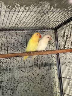 4 Love birds Breeding Pairs