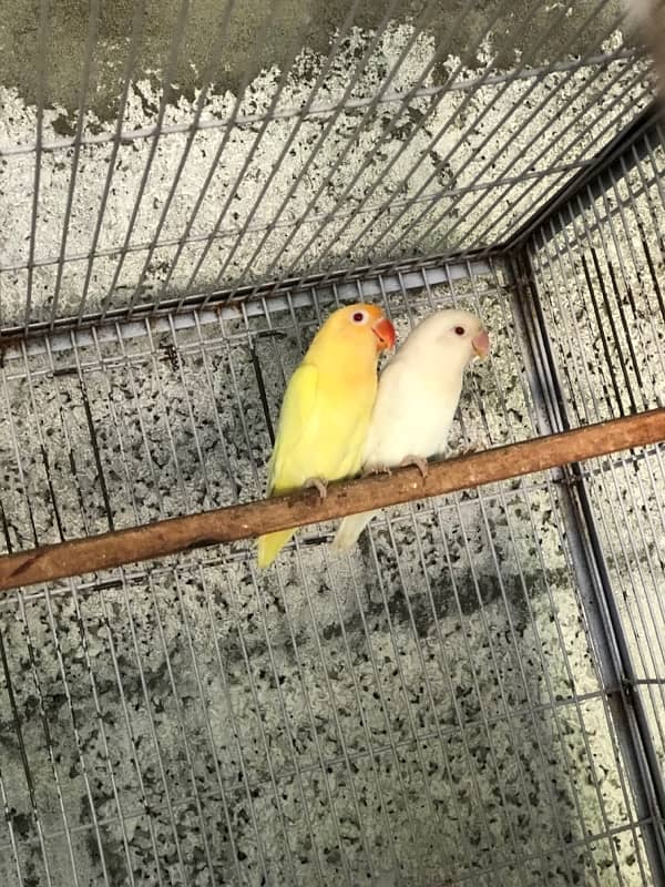 4 Love birds Breeding Pairs 1