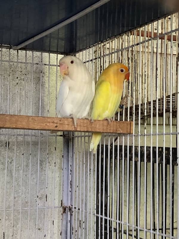 4 Love birds Breeding Pairs 4