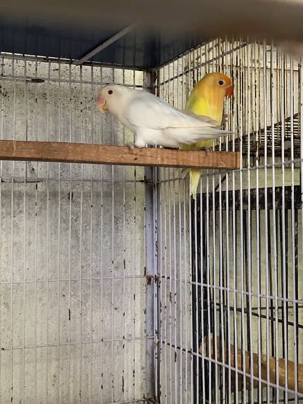 4 Love birds Breeding Pairs 5