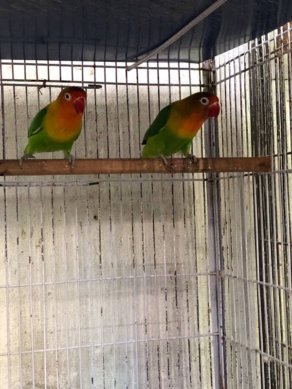 4 Love birds Breeding Pairs 6