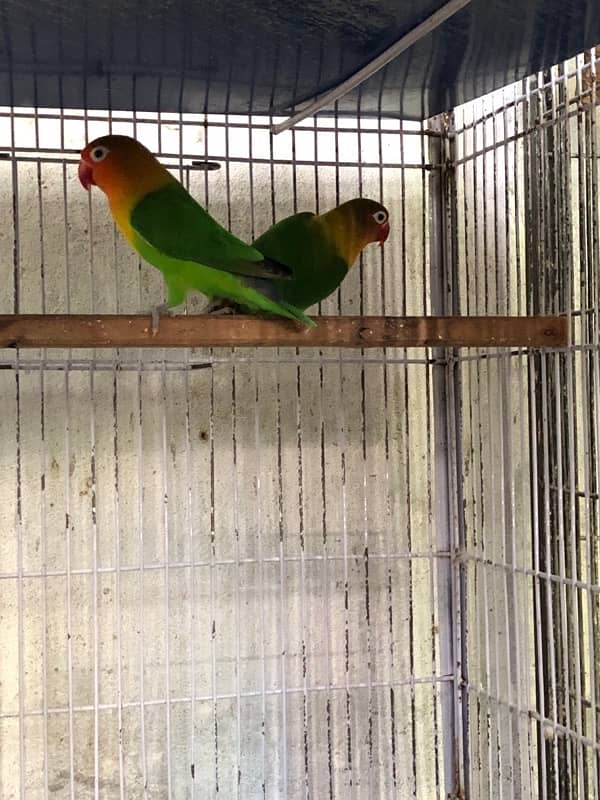 4 Love birds Breeding Pairs 7