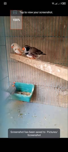 finch undersize male for sell see details