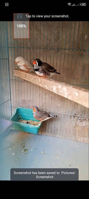 finch undersize male for sell see details 1