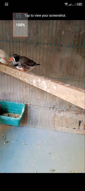 finch undersize male for sell see details 2