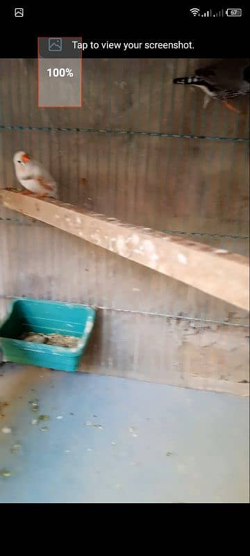 finch undersize male for sell see details 3