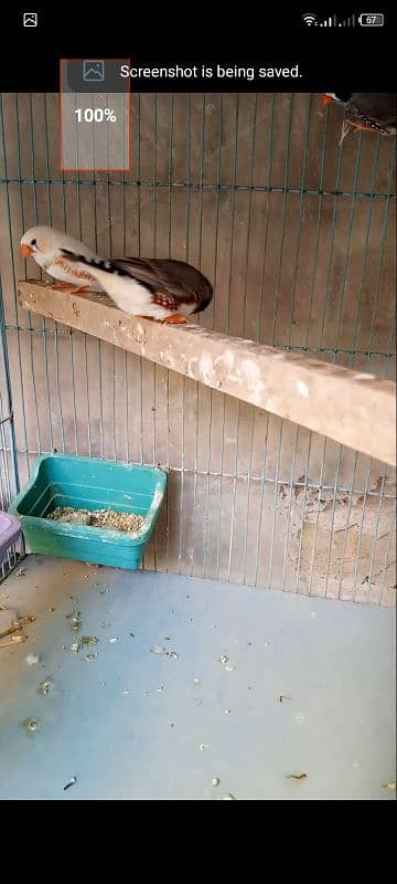 finch undersize male for sell see details 4