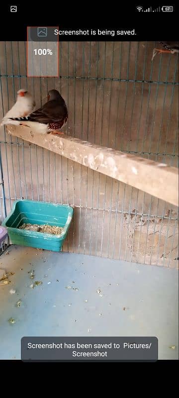 finch undersize male for sell see details 5