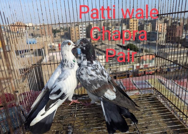 ‘ Patti wale ‘ Kabili ‘ chpra’ Fancy’ gola mix hai 5