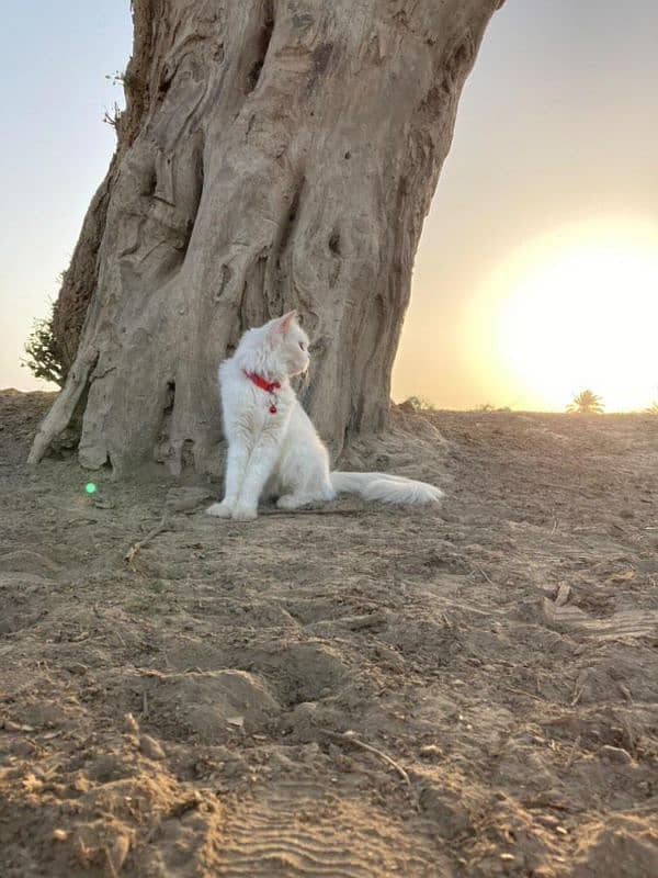 Persian 3 cotted female cat for sale 1