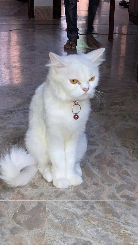 Persian 3 cotted female cat for sale 3