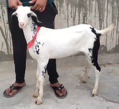 Bakra