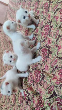 Persian kittens