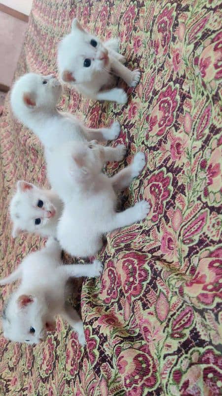 Persian kittens 0