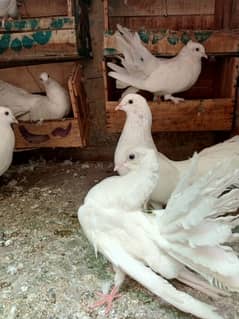 3white fantail pair 1 fancy pair