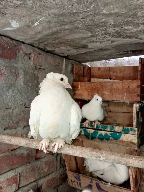 3white fantail pair 1 fancy pair 1