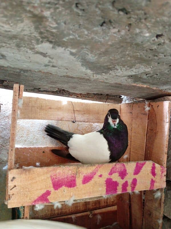 3white fantail pair 1 fancy pair 5