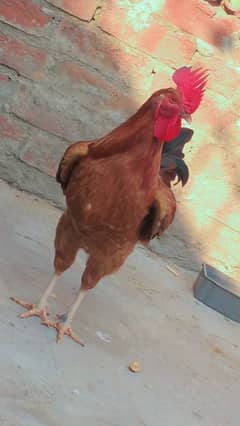 Dasi breeder pair egg laying