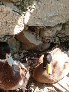 Khaki Combpell Male duck