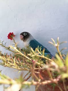 blue fisher male