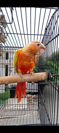 sun cheek conure 10 month old female