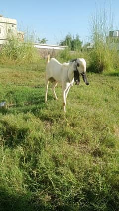 beeral breedar bakra