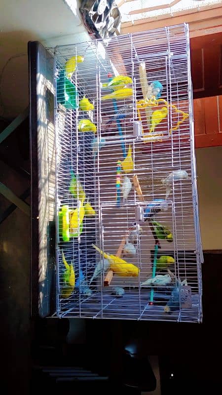 hand tamed friendly buggies parrots red eyes and red split full setup 2