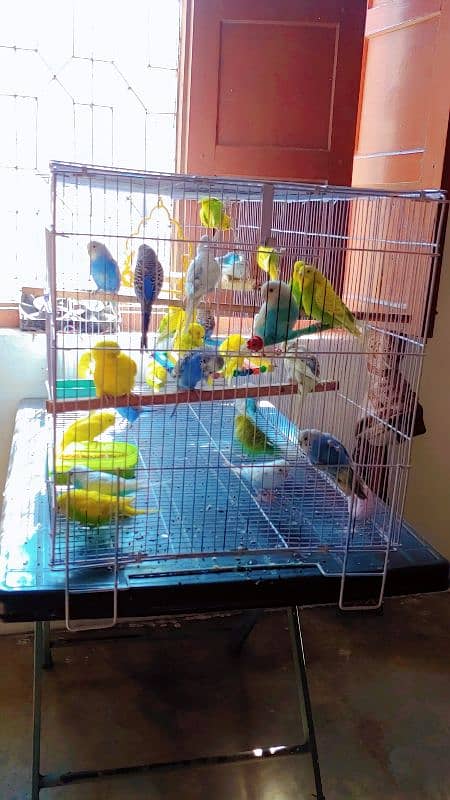 hand tamed friendly buggies parrots red eyes and red split full setup 3