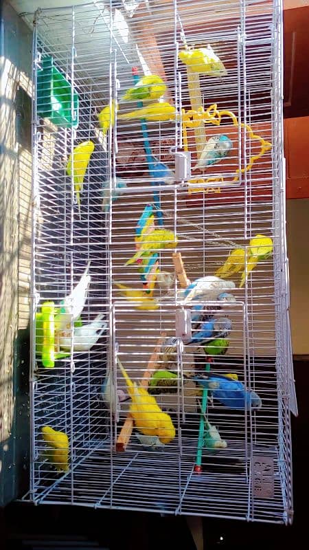 hand tamed friendly buggies parrots red eyes and red split full setup 4