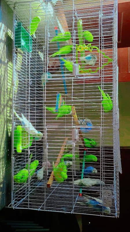 hand tamed friendly buggies parrots red eyes and red split full setup 1