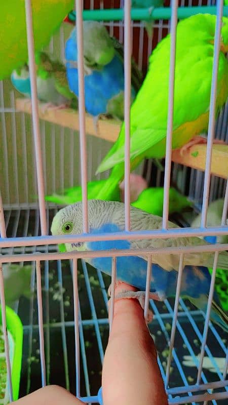 hand tamed friendly buggies parrots red eyes and red split full setup 0