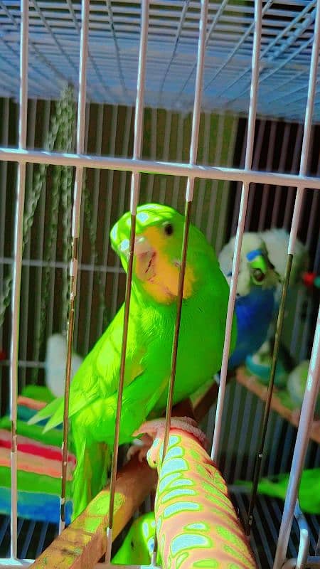 hand tamed friendly buggies parrots red eyes and red split full setup 5