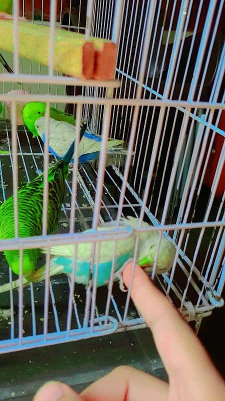 hand tamed friendly buggies parrots red eyes and red split full setup 7