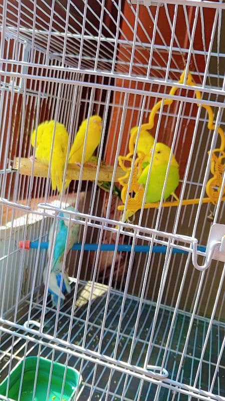 hand tamed friendly buggies parrots red eyes and red split full setup 10