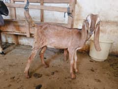 brown Goat | 4 month path| cross breed  | desi Bakri| goat for sale