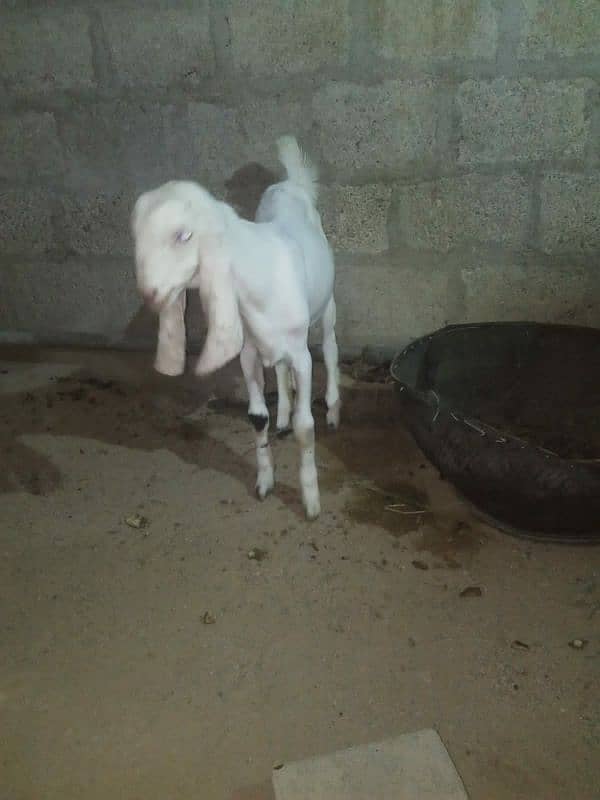 goats babies sell 1