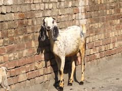 Goat with baby | chogi | cross breed  | desi Bakri | goat for sale