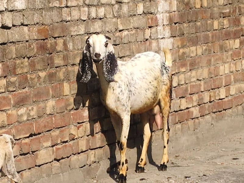 Goat with baby | chogi | cross breed  | desi Bakri | goat for sale 0