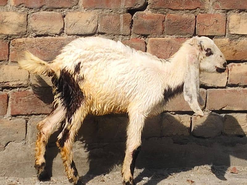 Goat with baby | chogi | cross breed  | desi Bakri | goat for sale 1