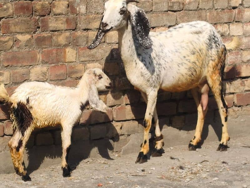 Goat with baby | chogi | cross breed  | desi Bakri | goat for sale 2