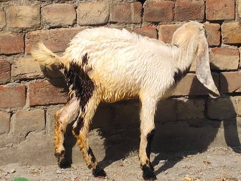 Goat with baby | chogi | cross breed  | desi Bakri | goat for sale 3