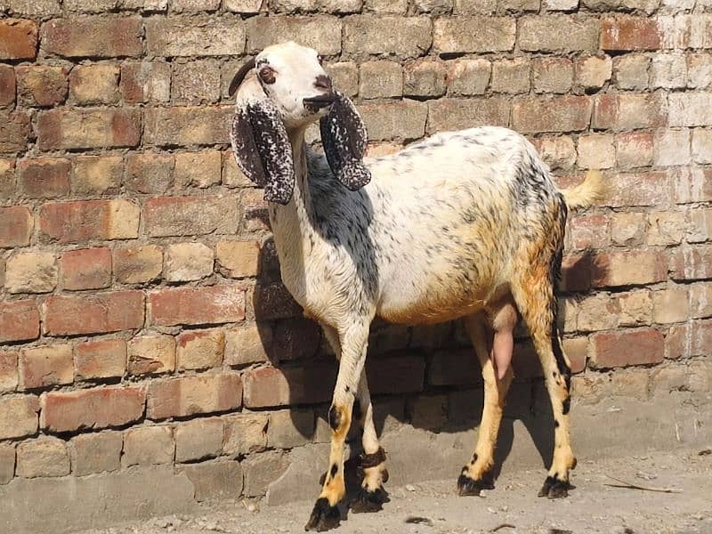 Goat with baby | chogi | cross breed  | desi Bakri | goat for sale 4