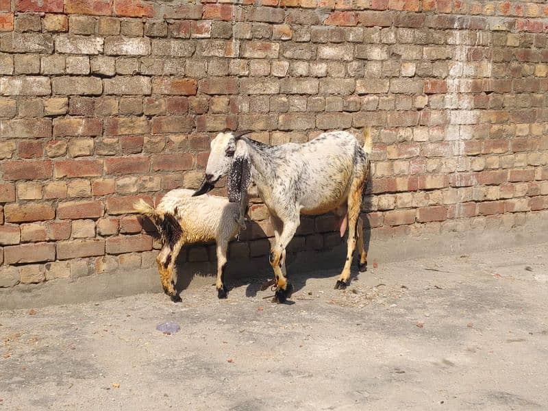 Goat with baby | chogi | cross breed  | desi Bakri | goat for sale 5