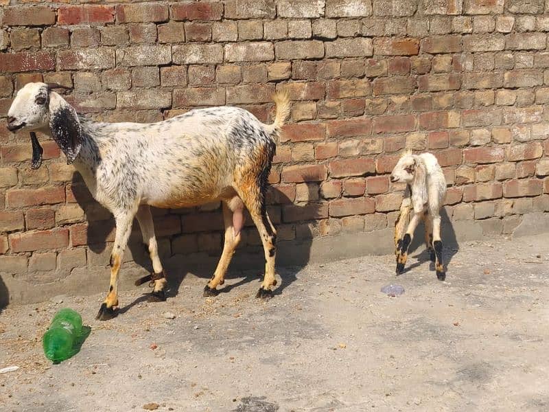 Goat with baby | chogi | cross breed  | desi Bakri | goat for sale 6