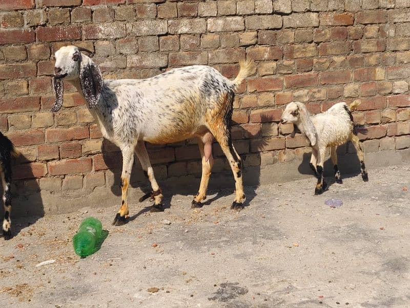 Goat with baby | chogi | cross breed  | desi Bakri | goat for sale 7