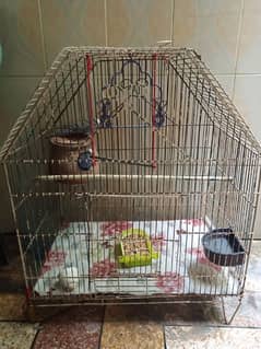 i am Selling Budgie Parrot pair With Cage