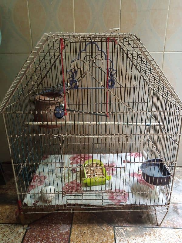 i am Selling Budgie Parrot pair With Cage 0