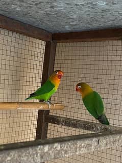 love bird green Ficher