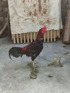 aseel pair for sale 6 aseel hens for sale ready to eggs