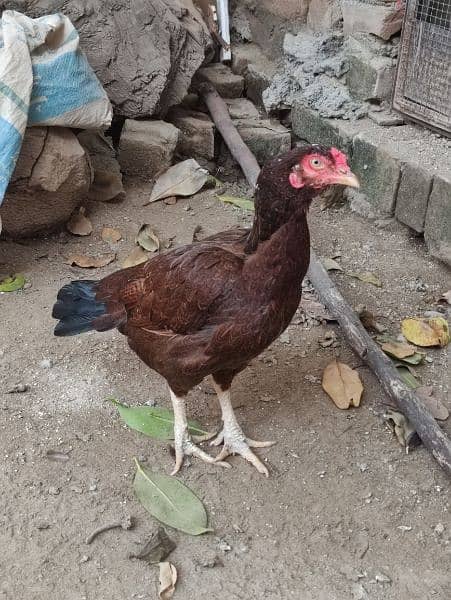 aseel pair for sale 6 aseel hens for sale ready to eggs 1